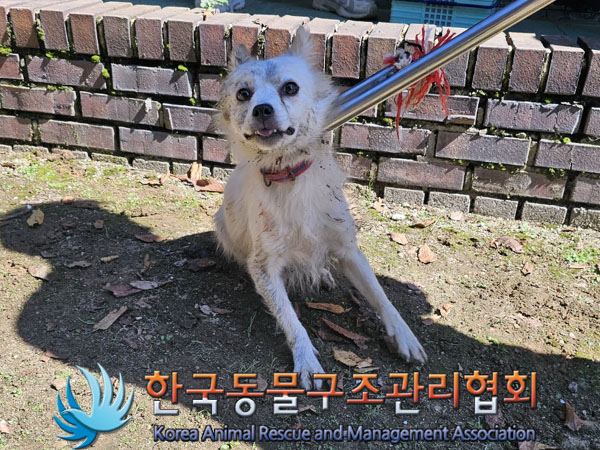 종료(안락사) 믹스…
